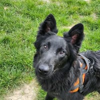 AMBY, chien à adopter