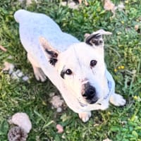 GUS, chien à adopter