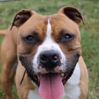 Jump, chien à adopter