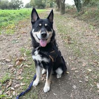 DJANGO, chien à adopter