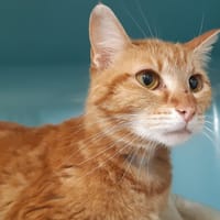 Lexy, chatte à adopter