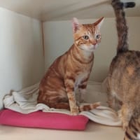 BROWNIE PAB28688, chat à adopter