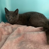 ULTIMA, chatte à adopter