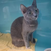 athena, chatte à adopter