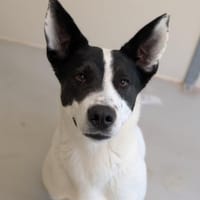 TALIA, chienne à adopter