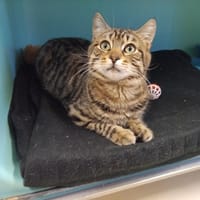 PETIT LOUP PAB28729, chat à adopter