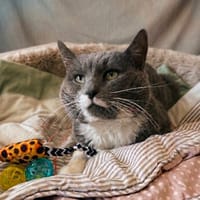 GON, chat à adopter