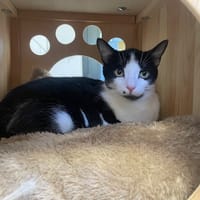ANGELE, chatte à adopter