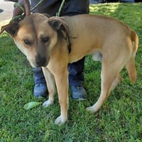 VINCE, chien à adopter