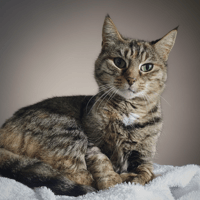 SHIVA CHA, chatte à adopter