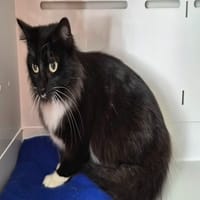 ROQUETTE, chatte à adopter