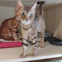 COOKIE PAB28689, chatte à adopter