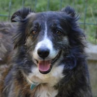 PALES CHAO, chienne à adopter