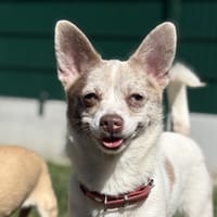 BILLIE, chienne à adopter