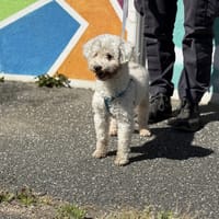 ATHOS VAA, chien à adopter