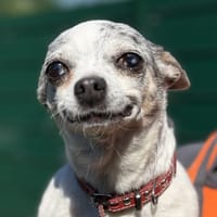 MOLLYE, chienne à adopter