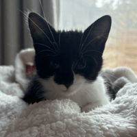 MOON, chat à adopter