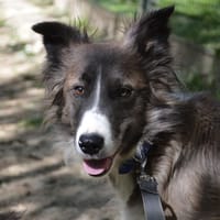 FRANNY CHAO, chienne à adopter