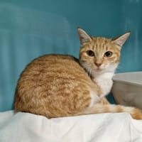 SAFARI, chatte à adopter