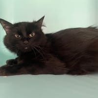 VICTOIRE, chatte à adopter