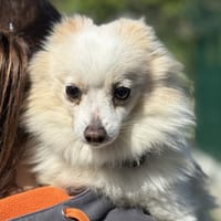 MAICA, chienne à adopter