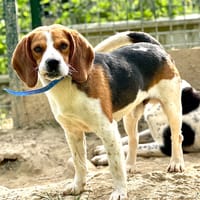 WALTER, chien à adopter