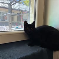 RIO, chatte à adopter