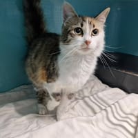 SAVANE, chatte à adopter