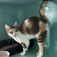 vinciane, chatte à adopter