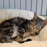 LOLI, chatte à adopter