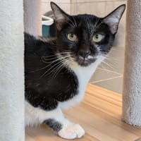 LUTHER, chat à adopter