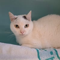 DIANA, chatte à adopter