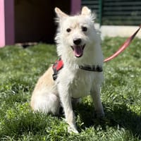 TOBY, chien à adopter