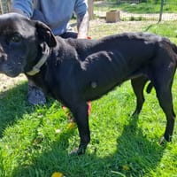 HELENE, chienne à adopter