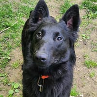 ALIX, chien à adopter