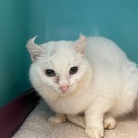 ELVIS, chat à adopter
