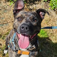 ICE, chien à adopter