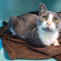 NIGHT, chatte à adopter