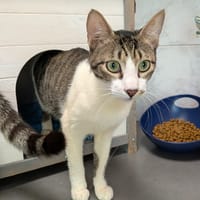 BUNNY, chat à adopter