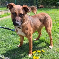ARIA, chienne à adopter