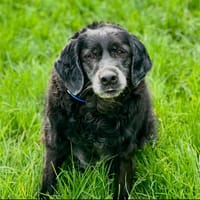 Robine, chienne à adopter