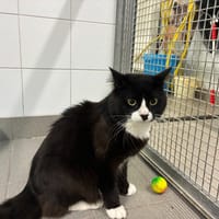 MAESTRO, chat à adopter