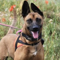 PRINCESSE, chienne à adopter