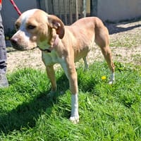 MARTHA, chienne à adopter