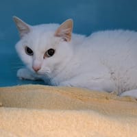 XAYA, chatte à adopter