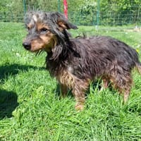 BETTY, chienne à adopter