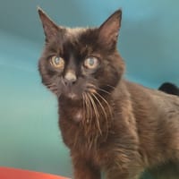 GREY, chatte à adopter