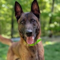 OLAF, chien à adopter