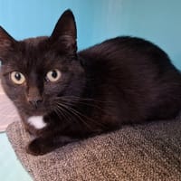 LOULOU, chat à adopter