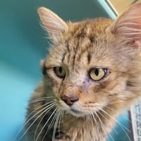 Jimmo, chat à adopter